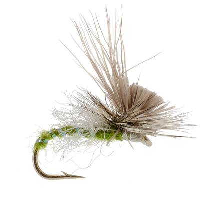 Green Drake Missing Link Mayfly Flies Hook 12 Flies Size 12