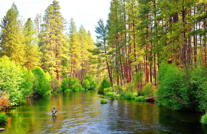 Tungsten Bead Pheasant Tail Tactical Jig Czech Nymph Euro Nymphing Fly - 1 Dozen Flies Size 14