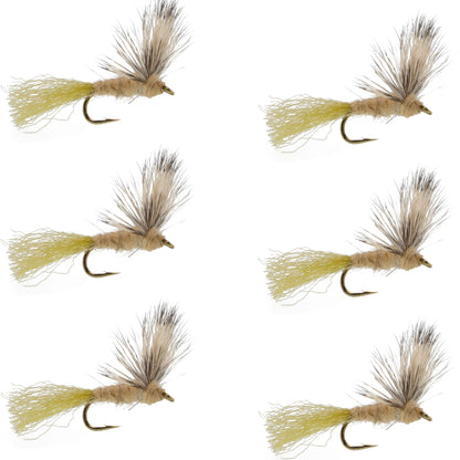 Sparkle Dun Callibaetis Mayfly - 6 Flies Hook size 16
